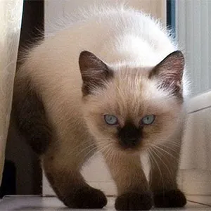 Culori pisici Scottish (foto) (tabelul) (descriere) murkotiki