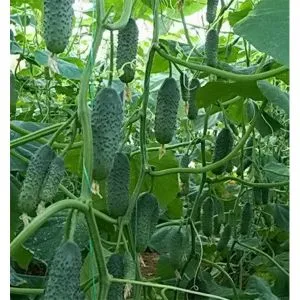 Castravetele Connie caracteristici și particularități distinctive de plantare folosind puieți și semințe