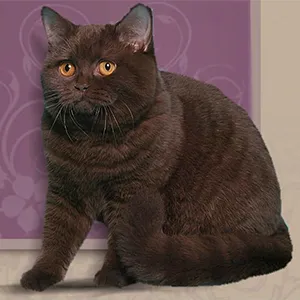 Culori pisici Scottish (foto) (tabelul) (descriere) murkotiki