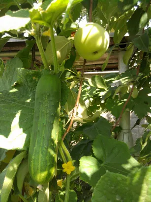 Castravetele îngrijire scansorial, cultivare, udare, plantare la domiciliu