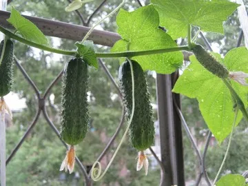 Castravetele îngrijire scansorial, cultivare, udare, plantare la domiciliu