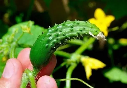 soiuri Castravete de soiuri timpurii, caracteristici, calendarul de plantare, întreținere, recoltare, foto, video