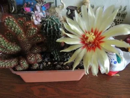 Despre cactusi cuvânt sau două