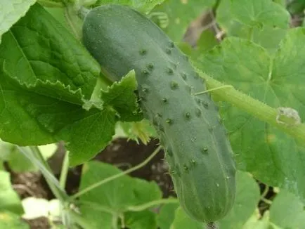 Castravetele îngrijire scansorial, cultivare, udare, plantare la domiciliu