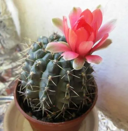 Despre cactusi cuvânt sau două