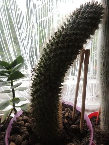 Despre cactusi cuvânt sau două