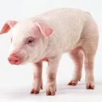 Farrow de porc dă naștere ca un porc, ca porci și aduce mult mai mult