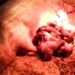 Farrow de porc dă naștere ca un porc, ca porci și aduce mult mai mult