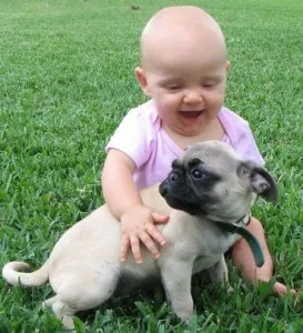 Descriere rasa natura și caracteristicile Mops (Pug) Descriere rasa Mops natura și caracteristicile