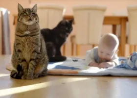 Descriere pisică rasa Ocicat și îngrijire (descriere) Descriere pisică rasa Ocicat și îngrijire