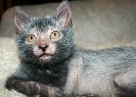 Descriere pisică rasa Ocicat și îngrijire (de îngrijire) Descriere pisică rasa Ocicat și îngrijire