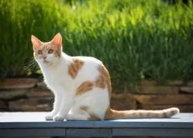 Descriere pisică rasa Ocicat și îngrijire (pisici) Descriere pisică rasa Ocicat și îngrijire