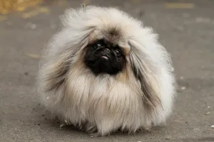 Descrierea de Pekinese rase de caini
