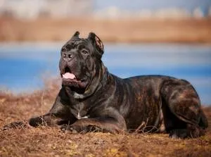 Descrierea rasei și video revizuire cane corso