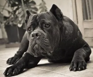 Descrierea rasei și video revizuire cane corso