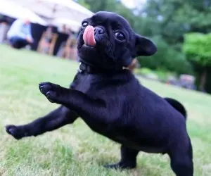 Descriere rasa natura pug și caracteristicile (rasa) Descriere rasa Mops natura și caracteristicile
