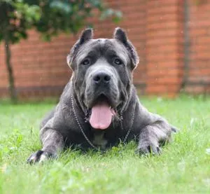 Descrierea rasei și video revizuire cane corso