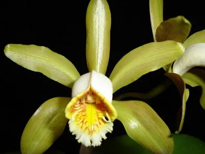 fotografii Cattleya Orchid și de îngrijire la domiciliu pentru diferite tipuri de Cattleya (orhidee) fotografii Cattleya Orchid și de îngrijire la domiciliu pentru diferite tipuri de Cattleya
