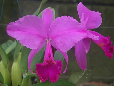 fotografii Cattleya Orchid și de îngrijire la domiciliu pentru diferite tipuri de Cattleya (orhidee) fotografii Cattleya Orchid și de îngrijire la domiciliu pentru diferite tipuri de Cattleya