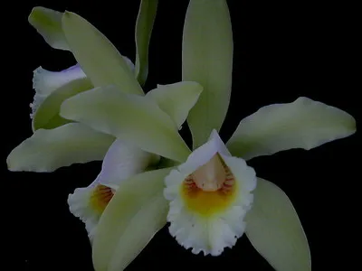 fotografii Cattleya Orchid și de îngrijire la domiciliu pentru diferite tipuri de Cattleya (foto) fotografii Cattleya Orchid și de îngrijire la domiciliu pentru diferite tipuri de Cattleya