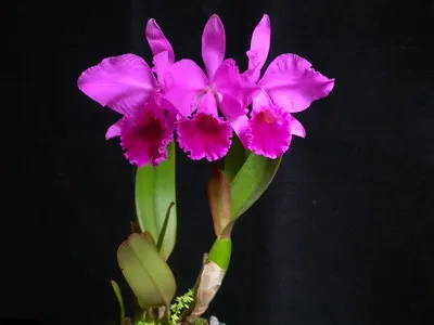 fotografii Cattleya Orchid și de îngrijire la domiciliu pentru diferite tipuri de Cattleya (Cattleya) fotografii Cattleya Orchid și de îngrijire la domiciliu pentru diferite tipuri de Cattleya