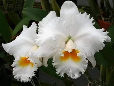 Cattleya Orchid fotografii și de îngrijire la domiciliu pentru o varietate de specii de Cattleya (de îngrijire) fotografii Cattleya Orchid și de îngrijire la domiciliu pentru diferite tipuri de Cattleya