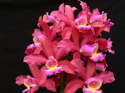 fotografii Cattleya Orchid și de îngrijire la domiciliu pentru diferite tipuri de Cattleya (orhidee) fotografii Cattleya Orchid și de îngrijire la domiciliu pentru diferite tipuri de Cattleya