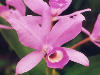Cattleya Orchid fotografii și de îngrijire la domiciliu pentru o varietate de specii de Cattleya (de îngrijire) fotografii Cattleya Orchid și de îngrijire la domiciliu pentru diferite tipuri de Cattleya