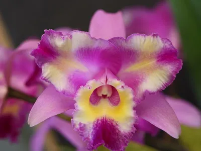 Cattleya Orchid fotografii și de îngrijire la domiciliu pentru o varietate de specii de Cattleya (acasă) fotografii Cattleya Orchid și de îngrijire la domiciliu pentru diferite tipuri de Cattleya
