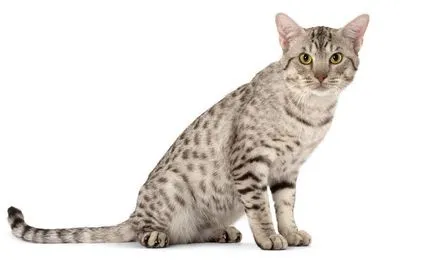 Descriere pisica rasa Ocicat arata ca pisoi, pisica adult, și pisica, cât de mult stâncă