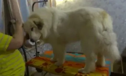 Descriere rasa de caini de munte proprietarii de Pirineilor cu comentarii și fotografii