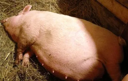 Farrow de porc dă naștere ca un porc, ca porci și aduce mult mai mult