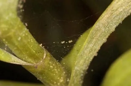 Orhideea Cattleya Descriere și caracteristici de cultivare