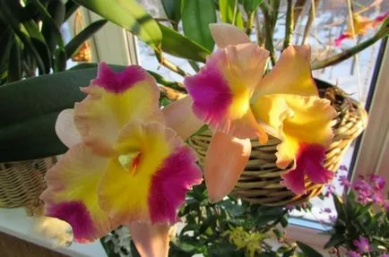 Orhideea Cattleya Descriere și caracteristici de cultivare