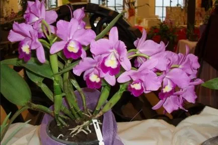 Orhideea Cattleya Descriere și caracteristici de cultivare