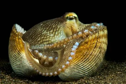 Octopus, enciclopedie animale