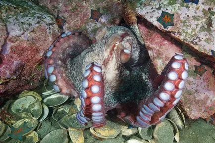 Octopus, enciclopedie animale