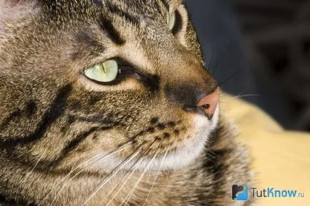 Descriere pisică rasa Ocicat și îngrijire (de îngrijire) Descriere pisică rasa Ocicat și îngrijire