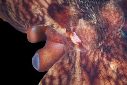 Octopus, enciclopedie animale
