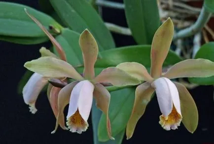 Orhideea Cattleya Descriere și caracteristici de cultivare