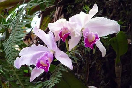 Orhideea Cattleya Descriere și caracteristici de cultivare