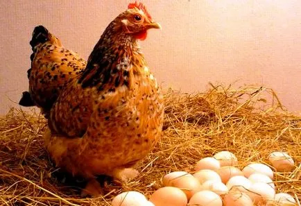 Determinați când încep să scurry pui