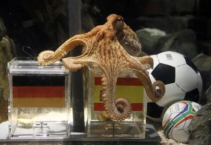 Octopus, enciclopedie animale