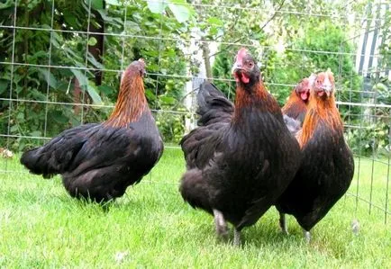 Descriere Maran găini rasa și caracteristicile sale (găini Maran rasa) Descriere Maran găini rasa și caracteristicile sale