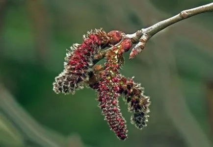 copaci Aspen și frunze fotografie, descriere