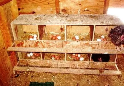Determinați când încep să scurry pui