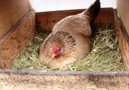 Caracteristici de reproducție și găini ouătoare la domiciliu (conținut) Caracteristici de reproducție și găini ouătoare la domiciliu