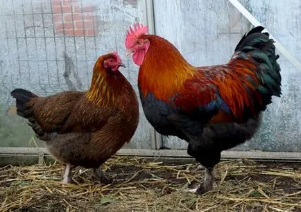 pui Descriere rasa Mara și caracteristicile sale (Maran) Descriere Maran găini rasa și caracteristicile sale