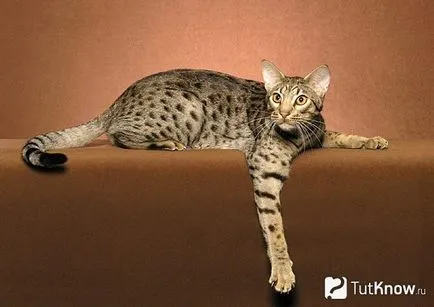 Descriere pisică rasa Ocicat și de îngrijire (leopard acasă) Descriere pisică rasa Ocicat și îngrijire
