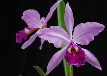 fotografii Cattleya Orchid și de îngrijire la domiciliu pentru diferite tipuri de Cattleya (Cattleya) fotografii Cattleya Orchid și de îngrijire la domiciliu pentru diferite tipuri de Cattleya